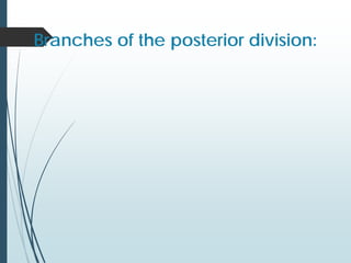 Branches of the posterior division:
 