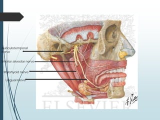 Auriculotemporal
nerve
Inferior alveolar nerve
Mylohyoid nerve
Lingual nerve
 