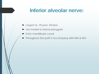Inferior alveolar nerve:
 Largest br. Of post. Division.
 Lies medial to lateral pterygoid
 Enter mandibular canal.
 Throughout the path it accompany with IAA & IAV.
 