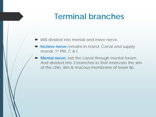 Terminal branches
 IAN divided into mental and insive nerve.
 Incisive nerve remains in mand. Canal and supply
mandi. 1st PM, C & I.
 Mental nerve: exit the canal through mental foram.
And divided into 3 branches to that innervate the skin
of the chin, skin & mucous membrane of lower lip.
 