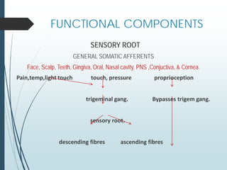 SENSORY ROOT
GENERAL SOMATIC AFFERENTS
Face, Scalp, Teeth, Gingiva, Oral, Nasal cavity, PNS ,Conjuctiva, & Cornea.
Pain,temp,light touch touch, pressure proprioception
trigeminal gang. Bypasses trigem gang.
sensory root.
descending fibres ascending fibres
FUNCTIONAL COMPONENTS
 