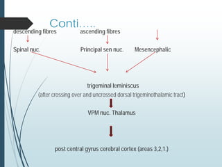 descending fibres ascending fibres
Spinal nuc. Principal sen nuc. Mesencephalic
trigeminal leminiscus
(after crossing over and uncrossed dorsal trigeminothalamic tract)
VPM nuc. Thalamus
post central gyrus cerebral cortex (areas 3,2,1.)
Conti…..
 