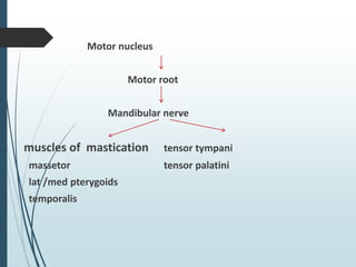 Motor nucleus
Motor root
Mandibular nerve
muscles of mastication tensor tympani
massetor tensor palatini
lat /med pterygoids
temporalis
 