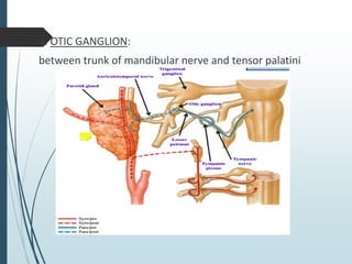 4. OTIC GANGLION:
between trunk of mandibular nerve and tensor palatini
 
