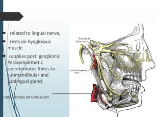  related to lingual nerve,
 rests on hyoglossus
muscle
 supplies post ganglionic
Parasympethetic
secretomotor fibres to
submandibular and
sublingual gland.
SUBMANDIBULAR GANGLION
 