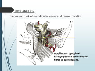 4. OTIC GANGLION:
between trunk of mandibular nerve and tensor palatini
supplies post ganglionic
Parasympethetic secretomotor
fibres to parotid gland.
 