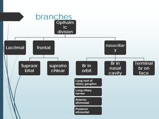 branches
Opthalm
ic
division
Lacrimal frontal
Supraor
bital
supratro
chlear
nasociliar
y
Br in
orbit
Br in
nasal
cavity
Terminal
br on
face
Long root of
ciliary ganglion
Long ciliary
nerves
Anterior
ethmoidal
Posterior
ethmoidal
 