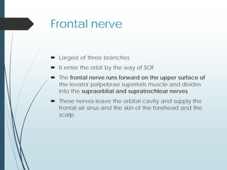 Frontal nerve
 Largest of three branches
 It enter the orbit by the way of SOF
 The frontal nerve runs forward on the upper surface of
the levator palpebrae superioris muscle and divides
into the supraorbital and supratrochlear nerves
 These nerves leave the orbital cavity and supply the
frontal air sinus and the skin of the forehead and the
scalp.
 