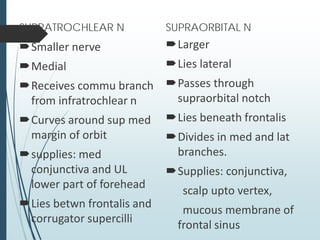 SUPRATROCHLEAR N
Smaller nerve
Medial
Receives commu branch
from infratrochlear n
Curves around sup med
margin of orbit
supplies: med
conjunctiva and UL
lower part of forehead
Lies betwn frontalis and
corrugator supercilli
Larger
Lies lateral
Passes through
supraorbital notch
Lies beneath frontalis
Divides in med and lat
branches.
Supplies: conjunctiva,
scalp upto vertex,
mucous membrane of
frontal sinus
SUPRAORBITAL N
 