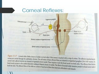 Corneal Reflexes:
 
