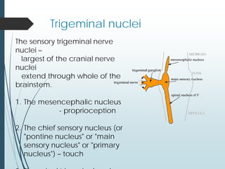 Trigeminal nuclei
The sensory trigeminal nerve
nuclei –
largest of the cranial nerve
nuclei
extend through whole of the
brainstem.
1. The mesencephalic nucleus
- proprioception
2. The chief sensory nucleus (or
"pontine nucleus" or "main
sensory nucleus" or "primary
nucleus") – touch
 