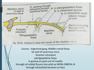 i
Course: trigeminal gang. Middle cranial fossa
lat wall of cavernous sinus
foramen rotundum
pterigopalatine fossa
in groove on post surf of maxilla
through inf orbital fissure into orbit as INFRA ORBITAL N
through infraorbital foramen on face
 