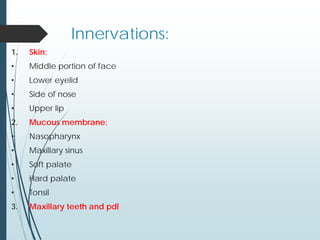 Innervations:
1. Skin:
• Middle portion of face
• Lower eyelid
• Side of nose
• Upper lip
2. Mucous membrane:
• Nasopharynx
• Maxillary sinus
• Soft palate
• Hard palate
• Tonsil
3. Maxillary teeth and pdl
 