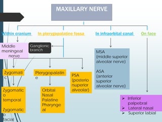 MAXILLARY NERVE
Within cranium In pterygopalatine fossa In infraorbital canal On face
Middle
meningeal
nerve
 Inferior
palpebral
 Lateral nasal
 Superior labial
MSA
(middle superior
alveolar nerve)
ASA
(anterior
superior
alveolar nerve)
Zygomati
c
PSA
(posterio
rsuperior
alveolar)
Pterygopalatin
e
Zygomatic
o
temporal
Zygomatic
o
facial
Orbital
Nasal
Palatine
Pharynge
al
Ganglionic
branch
 