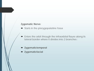 Zygomatic Nerve:
 Starts in the pterygopalatine fossa
 Enters the orbit through the infraorbital fissure along its
lateral border where it divides into 2 branches :
 Zygomatictemporal
 Zygomaticfacial
 