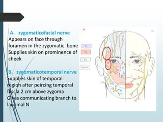 A. zygomaticofacial nerve
Appears on face through
foramen in the zygomatic bone
Supplies skin on prominence of
cheek
B. zygomaticotemporal nerve
Supplies skin of temporal
region after peircing temporal
fascia 2 cm above zygoma
Gives communicating branch to
lacrimal N
 