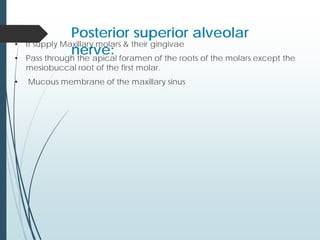 Posterior superior alveolar
nerve:
• It supply Maxillary molars & their gingivae
• Pass through the apical foramen of the roots of the molars except the
mesiobuccal root of the first molar.
• Mucous membrane of the maxillary sinus
 