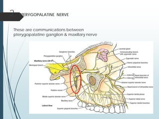 2. PTERYGOPALATINE NERVE
These are communications between
pterygopalatine ganglion & maxillary nerve
 