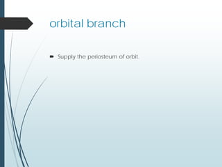 orbital branch
 Supply the periosteum of orbit.
 