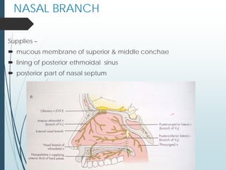 NASAL BRANCH
Supplies –
 mucous membrane of superior & middle conchae
 lining of posterior ethmoidal sinus
 posterior part of nasal septum
 