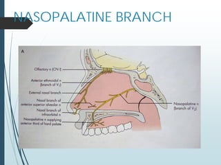 NASOPALATINE BRANCH
 