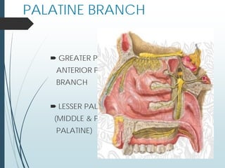 PALATINE BRANCH
 GREATER PALATINE /
ANTERIOR PALATINE
BRANCH
 LESSER PALATINE
(MIDDLE & POSTERIOR
PALATINE)
 