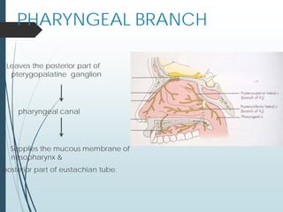 PHARYNGEAL BRANCH
Leaves the posterior part of
pterygopalatine ganglion
pharyngeal canal
Supplies the mucous membrane of
nasopharynx &
posterior part of eustachian tube.
 
