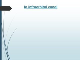 In infraorbital canal
 