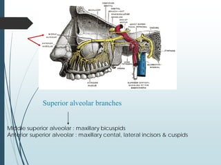 Superior alveolar branches
Middle superior alveolar : maxillary bicuspids
Anterior superior alveolar : maxillary cental, lateral incisors & cuspids
 