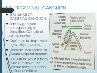  SEMILUNAR OR
GASSERIAN GANGLION.
 Sensory ganglion
corresponding to
DorsalRootGanglia of
spinal nerves.
 Cresentric in shape with
convexity anterolat.
 Contains cell bodies of
pseudounipolar neurons.
 LOCATION: lies in a bony
fossa at apex of the
petrous temporal bone
on floor of middle
THE TRIGEMINAL GANGLION
 