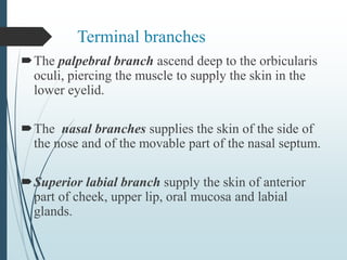 Terminal branches
The palpebral branch ascend deep to the orbicularis
oculi, piercing the muscle to supply the skin in the
lower eyelid.
The nasal branches supplies the skin of the side of
the nose and of the movable part of the nasal septum.
Superior labial branch supply the skin of anterior
part of cheek, upper lip, oral mucosa and labial
glands.
 
