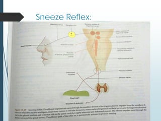 Sneeze Reflex:
 