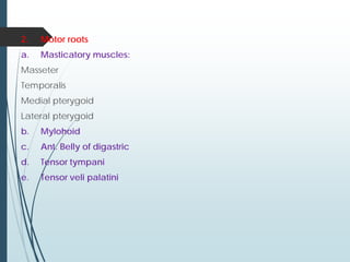 2. Motor roots
a. Masticatory muscles:
Masseter
Temporalis
Medial pterygoid
Lateral pterygoid
b. Mylohoid
c. Ant. Belly of digastric
d. Tensor tympani
e. Tensor veli palatini
 