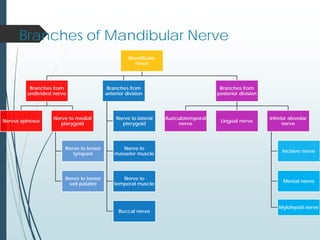 Branches of Mandibular Nerve
Mandibular
nerve
Branches from
undivided nerve
Nervus spinosus
Nerve to medial
pterygoid
Nerve to tensor
tympani
Nerve to tensor
veli palatini
Branches from
anterior division
Nerve to lateral
pterygoid
Nerve to
masseter muscle
Nerve to
temporal muscle
Buccal nerve
Branches from
posterior division
Auriculotemporal
nerve
Lingual nerve
Inferior alveolar
nerve
Incisive nerve
Mental nerve
Mylohyoid nerve
 