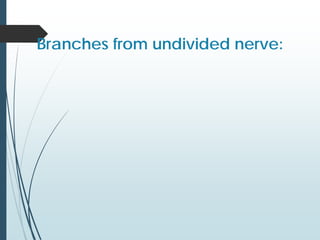 Branches from undivided nerve:
 
