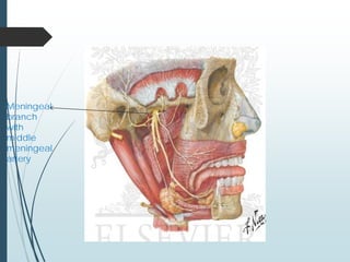 Meningeal
branch
with
middle
meningeal
artery
 