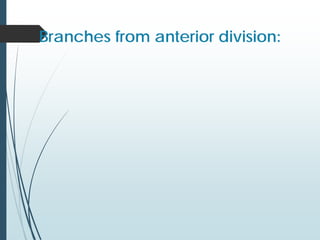 Branches from anterior division:
 