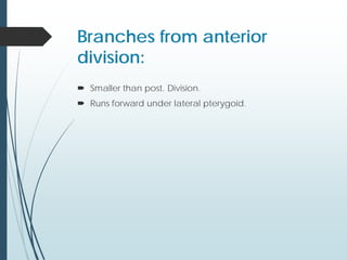 Branches from anterior
division:
 Smaller than post. Division.
 Runs forward under lateral pterygoid.
 