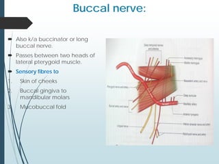 Buccal nerve:
 Also k/a buccinator or long
buccal nerve.
 Passes between two heads of
lateral pterygoid muscle.
 Sensory fibres to
1. Skin of cheeks
2. Buccal gingiva to
mandibular molars
3. Mucobuccal fold
 