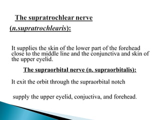 It supplies the skin of the lower part of the forehead
close to the middle line and the conjunctiva and skin of
the upper eyelid.
The supraorbital nerve (n. supraorbitalis):
It exit the orbit through the supraorbital notch
supply the upper eyelid, conjuctiva, and forehead.
 