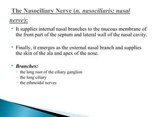  It supplies internal nasal branches to the mucous membrane of
the front part of the septum and lateral wall of the nasal cavity.
 Finally, it emerges as the external nasal branch and supplies
the skin of the ala and apex of the nose.  
 
 Branches:
◦ the long root of the ciliary ganglion
◦ the long ciliary
◦ the ethmoidal nerves
 