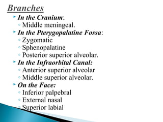  In the Cranium:
◦ Middle meningeal.
 In the Pterygopalatine Fossa:
◦ Zygomatic
◦ Sphenopalatine
◦ Posterior superior alveolar.
 In the Infraorbital Canal:
◦ Anterior superior alveolar
◦ Middle superior alveolar.
 On the Face:
◦ Inferior palpebral
◦ External nasal
◦ Superior labial
 