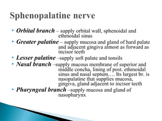  Orbital branch – supply orbital wall, sphenoidal and
ethmoidal sinus
 Greater palatine – supply mucosa and gland of hard palate
and adjacent gingiva almost as forward as
incisor teeth
 Lesser palatine –supply soft palate and tonsils
 Nasal branch –supply mucous membrane of superior and
middle concha, lining of post. ethmoidal
sinus and nasal septum…. Its largest br. is
nasopalatine that supplies mucosa,
gingiva, gland adjacent to incisor teeth
 Pharyngeal branch –supply mucosa and gland of
nasopharynx
 