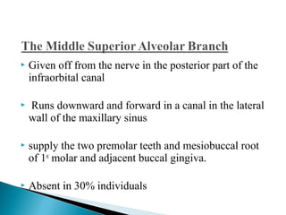  Given off from the nerve in the posterior part of the
infraorbital canal
 Runs downward and forward in a canal in the lateral
wall of the maxillary sinus
 supply the two premolar teeth and mesiobuccal root
of 1st
molar and adjacent buccal gingiva.
 Absent in 30% individuals
 