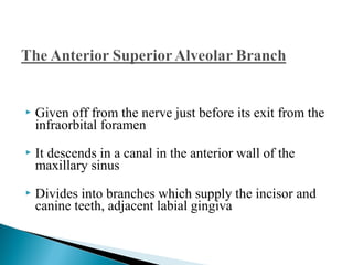  Given off from the nerve just before its exit from the
infraorbital foramen
 It descends in a canal in the anterior wall of the
maxillary sinus
 Divides into branches which supply the incisor and
canine teeth, adjacent labial gingiva
 