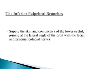  Supply the skin and conjunctiva of the lower eyelid,
joining at the lateral angle of the orbit with the facial
and zygomaticofacial nerves
 