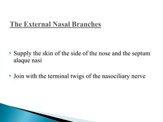  Supply the skin of the side of the nose and the septum
alaque nasi
 Join with the terminal twigs of the nasociliary nerve
 