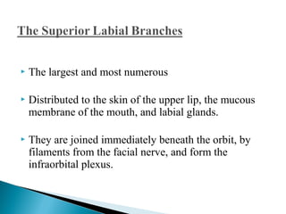  The largest and most numerous
 Distributed to the skin of the upper lip, the mucous
membrane of the mouth, and labial glands.
 They are joined immediately beneath the orbit, by
filaments from the facial nerve, and form the
infraorbital plexus.
 
