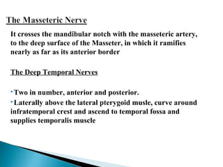 It crosses the mandibular notch with the masseteric artery,
to the deep surface of the Masseter, in which it ramifies
nearly as far as its anterior border
The Deep Temporal Nerves
Two in number, anterior and posterior.
Laterally above the lateral pterygoid musle, curve around
infratemporal crest and ascend to temporal fossa and
supplies temporalis muscle
 