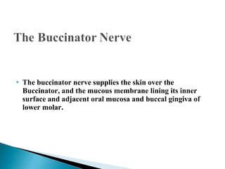  The buccinator nerve supplies the skin over the
Buccinator, and the mucous membrane lining its inner
surface and adjacent oral mucosa and buccal gingiva of
lower molar.  
 